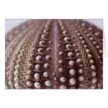 sea urchin greeting card