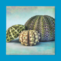 Sea Urchin Trio magnets