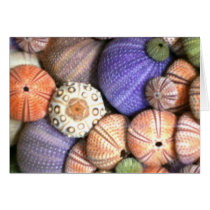 Sea Urchins Greeting Card