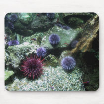 Sea Urchins mousepads by APeach Sea Urchins mousepads