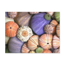 Sea Urchins Postcard