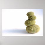 Sea urchins poster posters
