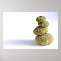 Sea urchins poster