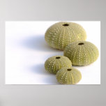 Sea urchins poster posters