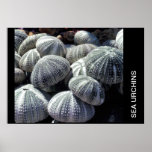 SEA URCHINS posters