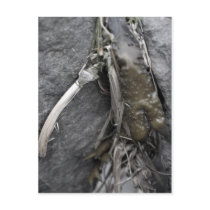 Sea Weed 2 Postcard