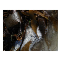 Sea Weed and Bubbles posters