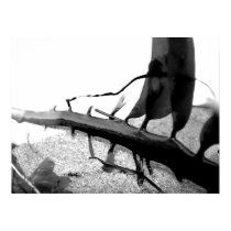 Sea Weed on the Sand Black and White posters