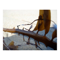 Sea Weed on the Sand posters