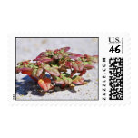 Seabeach Amaranth Seabeach Amaranth