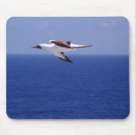 seabird seabird