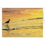 Seabird out to see the sunrise greeting cards