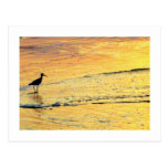 Seabird out to see the sunrise post card