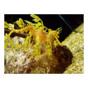 seadragon posters by jennaroar seadragon posters