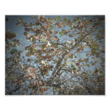 Seagrape plant, pinhole camera style, blue sky art photo