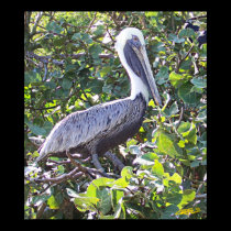 Seagraped Pelican posters
