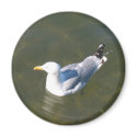 Seagul at Gossman's Dock magnets