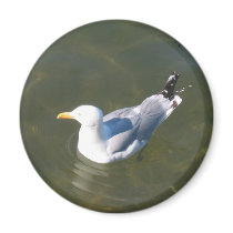 Seagul at Gossman's Dock magnets