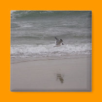 Seagull 2 Magnet