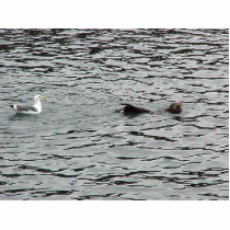 Seagull And Seal In Water photo sculptures by lifesphere Seagull And Seal In Water photo sculptures