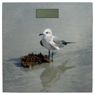 Seagull and Seaweed on Beach