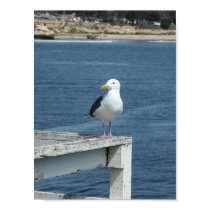 Seagull at pier posters by donpato53 Seagull at pier posters