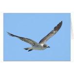 Seagull Bird Card