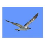 Seagull Bird Postcard