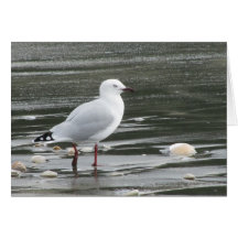 Seagull Birthday Card