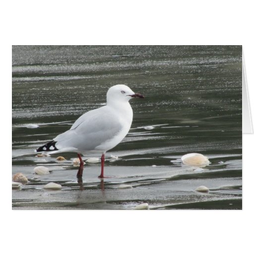 seagull birthday cards