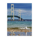 Seagull by Mackinac Bridge postcards by heathsgal19 Seagull by Mackinac Bridge postcards