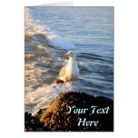 Seagull cards