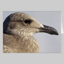 Seagull Card cards