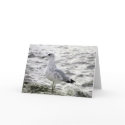 SEAGULL Card