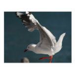 seagull dance postcard