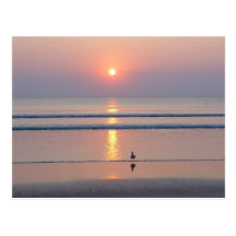 Seagull Daytona Beach FL Ocean Sunrise Postcard