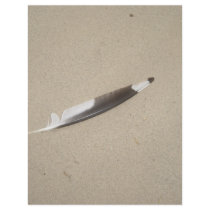 Seagull Feather Flyer