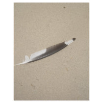 Seagull Feather letterhead