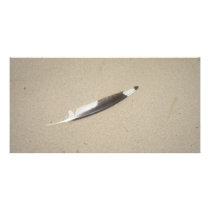 Seagull Feather Picture Card