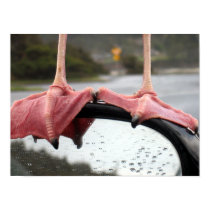 Seagull Feet posters