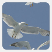 Seagull Flight  Stickers