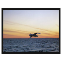 seagull fly (2) flyers