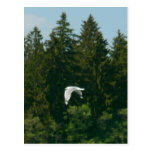 Seagull Flying Over Trees Postcards