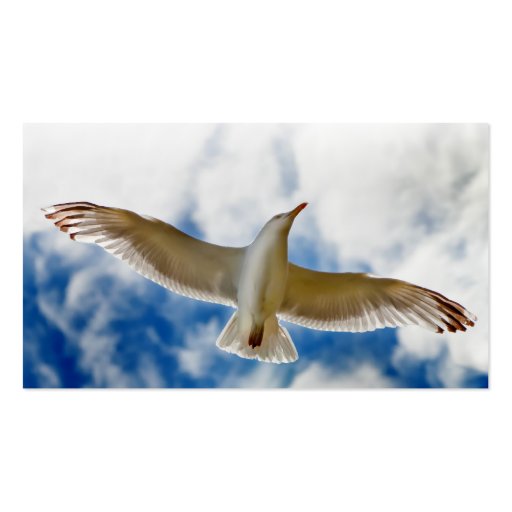 Seagull gliding in flight close up with blue skies business card templates (back side)