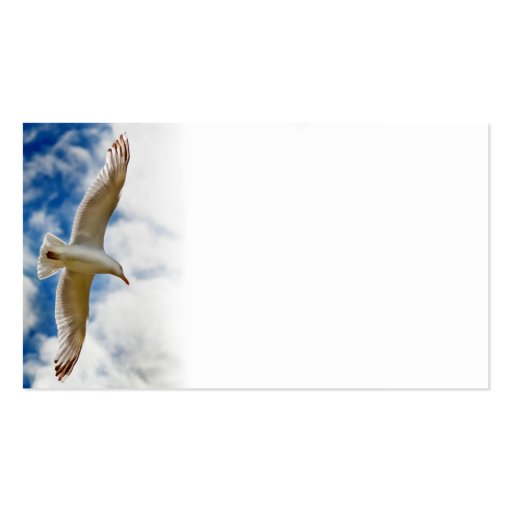 Seagull gliding in flight close up with blue skies business card templates