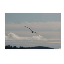 Seagull Gliding posters