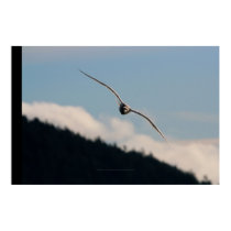 Seagull Gliding posters