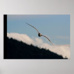 Seagull Gliding Posters