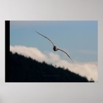 Seagull Gliding Posters