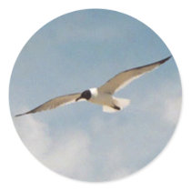 Seagull Gliding Sticker by Captain_Panama Seagull Gliding Sticker